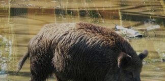 Afrikanische Schweinepest: Vier Wildschweine im Tierpark in Mainz-Gonsenheim getötet – Bekämpfung der Seuche stagniert