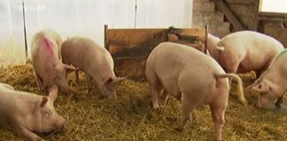 Afrikanische Schweinepest im Kreis Groß-Gerau: Auch in Mainz Sperrzone mit Leinenpflicht für Hunde und Jagdverbot