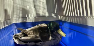 Verletzter Enterich sucht Hilfe bei der Feuerwehr in Mainz-Bretzenheim: „Rüdiger“ entert Fahrzeughalle