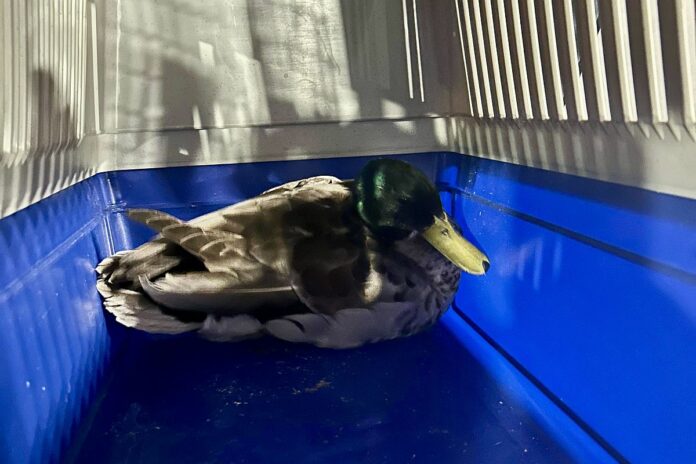 Verletzter Enterich sucht Hilfe bei der Feuerwehr in Mainz-Bretzenheim: „Rüdiger“ entert Fahrzeughalle