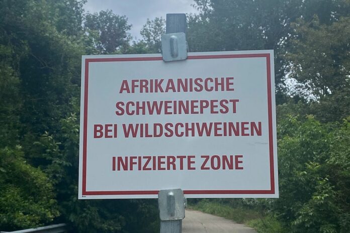 Afrikanische Schweinepest weitet sich aus: 1300 Hausschweine getötet – Mainz: Zäune und Leinenpflicht beachten!