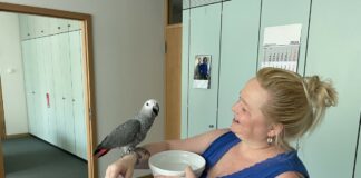 Papagei besucht Stadthaus in Mainz: Wollte er Termin bei OB Haase? – Feuerwehr: Nicht jedem Vogel muss geholfen werden