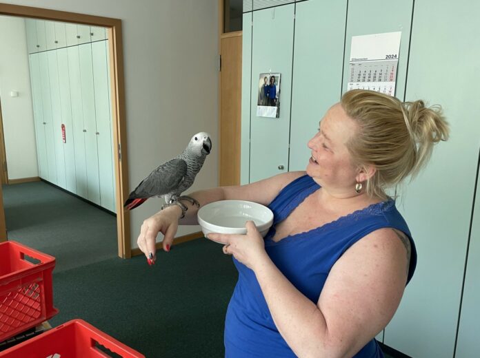 Papagei besucht Stadthaus in Mainz: Wollte er Termin bei OB Haase? – Feuerwehr: Nicht jedem Vogel muss geholfen werden