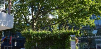 Schwarzbuch 2024: Steuerzahlerbund rügt „Mobile Grüne Zimmer“ in Mainz – Teure Klima-PR statt dauerhaftem Stadtgrün