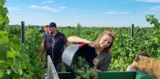 Sorgen um Weinjahrgang 2024 in Mainz und Rheinhessen: Bitterkalter Herbststart, sinkender Absatz, niedrigste Fassweinpreise