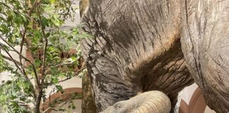 Name für gigantische Urzeit-Elefanten in Mainz gesucht: Naturhistorisches Museum ruft Namenswettbewerb aus