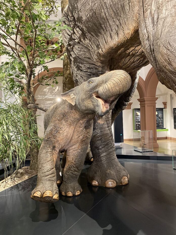 Name für gigantische Urzeit-Elefanten in Mainz gesucht: Naturhistorisches Museum ruft Namenswettbewerb aus