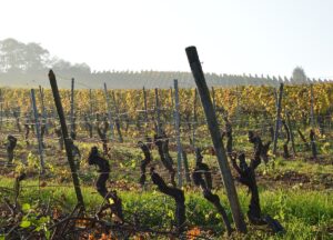 Weinberg in Rheinhessen. - Foto: gik