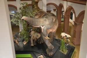 Das Deinotherium, eine mehr als 3,5 Millionen Jahre alte Hauerelefantenkuh hat Zuwachs bekommen: Das Kalb wurde in einem Namenswettbewerb "Didi" getauft. - Foto: gik