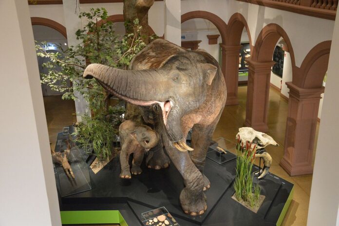 Internationaler Museumstag und Verfassungsfest in Mainz am 18. Mai 2025: Freier Eintritt, Bürgerfest und Sarggeschichten