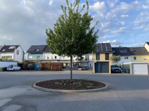In Mainz wurden rund 1,.000 Bäume rund um Bauvorhaben nicht gepflanzt, berichtet die ÖDP. Am Tag des Baumes im April bepflanzte die ÖDP diese Baumscheibe in Mainz-Marienborn neu. - Foto ÖDP Mainz