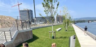 „Grünufer“ auf Nordmole am Mainzer Zollhafen eröffnet: 26 Bäume, 10.000 Quadratmeter Rasen – Kritik an fehlenden Grillmöglichkeiten