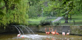 Petition für Erhalt der Flamingos im Mainzer Stadtpark gestartet – Tierarzt: Umsiedlung der Flamingos großer Stress für Vögel