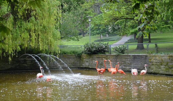Petition für Erhalt der Flamingos im Mainzer Stadtpark gestartet – Tierarzt: Umsiedlung der Flamingos großer Stress für Vögel