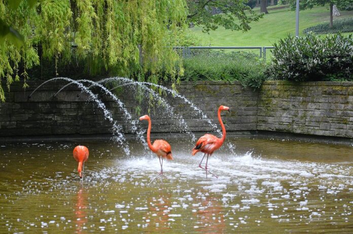 Aus für Flamingos im Stadtpark Mainz – Stadt schafft nach mehr als 60 Jahren Stelzvögel ab