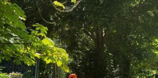 Steinkrüger verteidigt Abschaffung der Flamingos im Stadtpark Mainz – Verein „Schräge Vögel“: Stadt an Kompromiss nicht interessiert