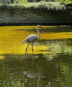 Ein Rosa-Flamingo im Teich des Mainzer Stadtparks. - Foto: Müller-Horn