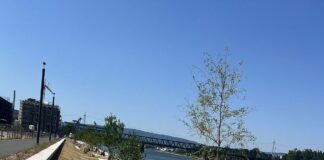 Grünufer im Zollhafen Mainz: Rasenfläche auf der Nordmole zerstört? – Gartenbauexperte: „Das ist ein Totalschaden“