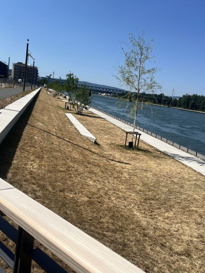 Grünufer im Zollhafen Mainz: Rasenfläche auf der Nordmole zerstört? – Gartenbauexperte: „Das ist ein Totalschaden“