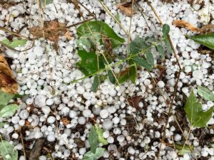 Bis zu zwei Zentimeter große Hagelkörner fielen am Montagnachmittag in Mainz. - Foto: gik