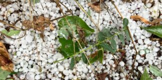 UPDATE&: Unwetter mit Hagel und Sturm zieht über Mainz – Feuerwehr im Dauereinsatz