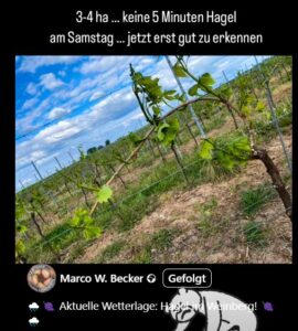 Bereits im Mai hatte Hagel am südlichen Rand von Mainz für Schäden in den Weinbergen gesorgt, wie hier beim Weingut Becker in Mainz-Ebersheim. - Foto: Marco Becker