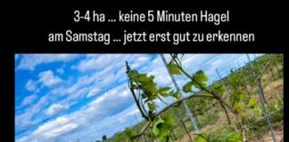 Hagel-Unwetter am Montag im Raum Mainz: 5000 Hektar Weinberge in Rheinhessen geschädigt, Kirschen und Äpfel in Mainz