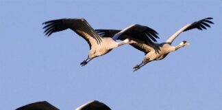 Vogelgrippe erreicht Region Mainz: Keine Aufnahme von Greifvögeln im Wildpark Gonsenheim – Tierheim Mainz nimmt keine Vögel mehr