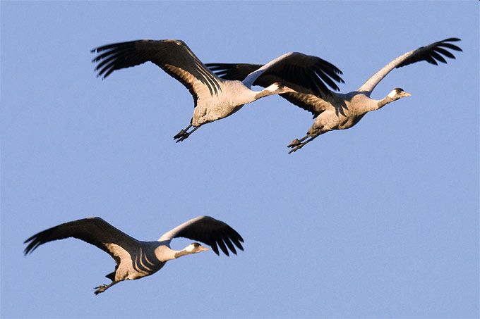 Vogelgrippe erreicht Region Mainz: Keine Aufnahme von Greifvögeln im Wildpark Gonsenheim – Tierheim Mainz nimmt keine Vögel mehr