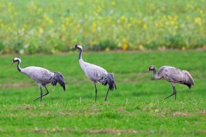 Kraniche auf einer Wiese. - Foto: Pixabay