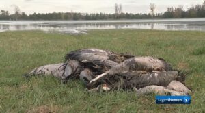 Tote Kraniche auf einer Wiese in Mecklenburg-Vorpommern. Beim Fund toter Vögel gilt: Bloß nicht anfassen und Behörden informieren! – Quelle: Tagesthemen