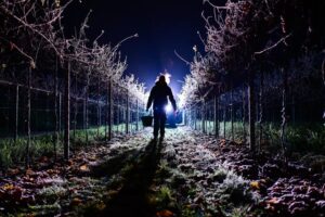 Eisweinlese 2025 im Weinberg: Der aktuelle Wintereinbruch beschert den Winzern eine frühe Eisweinlese. - Foto: DWI