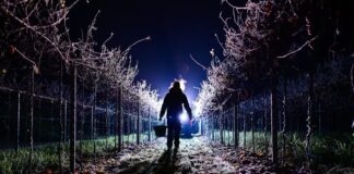 Eisige Temperaturen machen frühe Eisweinlese in Rheinhessen möglich: Bei minus 8,1 Grad Souvignier Gris in Nieder-Olm gelesen