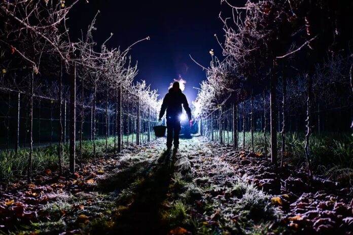 Eisige Temperaturen machen frühe Eisweinlese in Rheinhessen möglich: Bei minus 8,1 Grad Souvignier Gris in Nieder-Olm gelesen