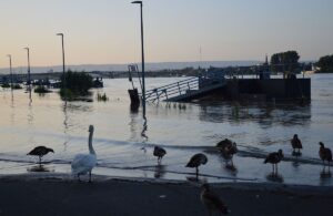 Achtung bei Wildvögeln am Rheinufer: Auch Enten und Schwäne können mit der Vogelgrippe infiziert sein. - Foto: gik