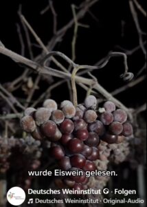 Tiefgefrorene Weintrauben am Stock: Hohe Konzentration von Most und Geschmack. - Video: DWI 