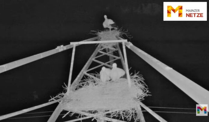 Störche sind zurück in Mainz: Per Live-Webcam kann man wieder zwei Storchenpaaren beim Brüten zusehen