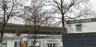 Tierheim Mainz muss umziehen: Abriss der Hochstraße Mainz-Mombach soll Ende 2026 starten – Interimslösung für Tiere gefunden