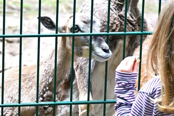 Wildpark Mainz-Gonsenheim: Ziegen, Mufflon und Rotwild schwer erkrankt – Bloß kein Gemüse oder Gras füttern!
