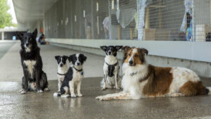 Hunde im Tierheim. - Foto: Deutscher Tierschutzbund / M. Marten