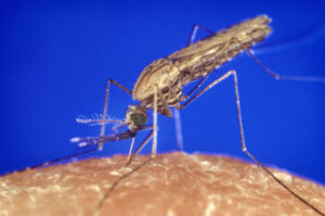 Eine Anopheles-Mücke beim Blutsaugen. - Foto via Wikipedia Commons 