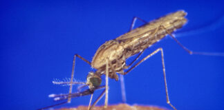 Toter aus Frankfurt-Schwanheim nach Infektion mit „Flughafen-Malaria“ – Zwei Infizierte aus Umfeld des Frankfurter Flughafens