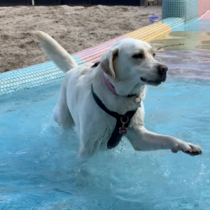 Spaß für Vierbeiner und ihre Herrchen und Frauchen. Das Hundeschwimmen im Mainzer Taubertsbergbad. - Foto: Mainzer Stadtbad GmbH